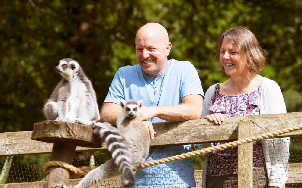 London Zoo Tickets - Two people enjoying the lemur exhibit